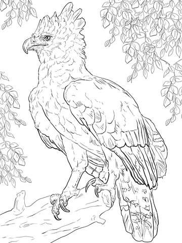 Harpy Eagle Perched On A Branch Coloring Page